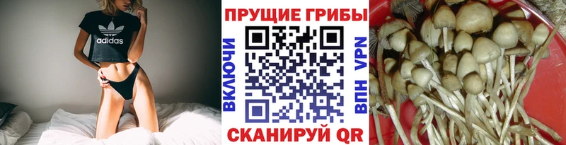 купить наркотик Карталы Псилоцибиновые грибы Cubensis